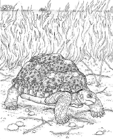 A coloring page of nature in africa